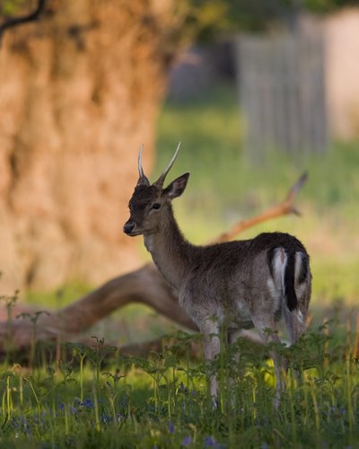 Fallow_Deer